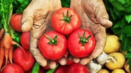 Cette astuce connue que des jardiniers à faire en juin pour décupler sa récolte de tomates
