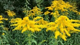 Cette plante que tout le monde adore est un vrai danger si vous avez des allergies