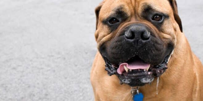 Cette race de chien est la meilleure car elle ne perd pas de poils et ne bave pas