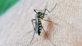 LIDL relance son gadget anti-moustiques qui chasse les insectes de manière écolo