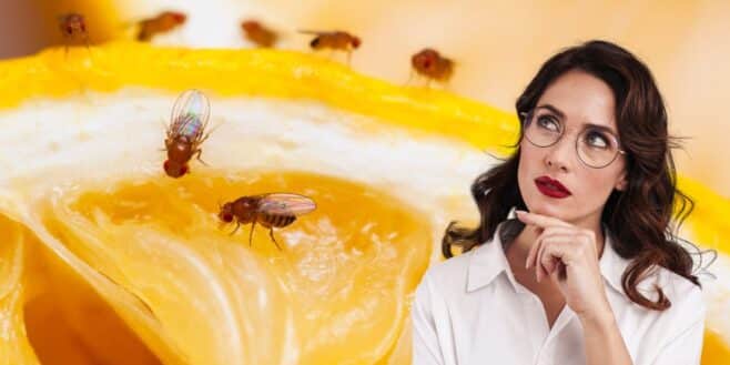 La plante parfaite pour éloigner tous les moucherons et les moustiques cet été