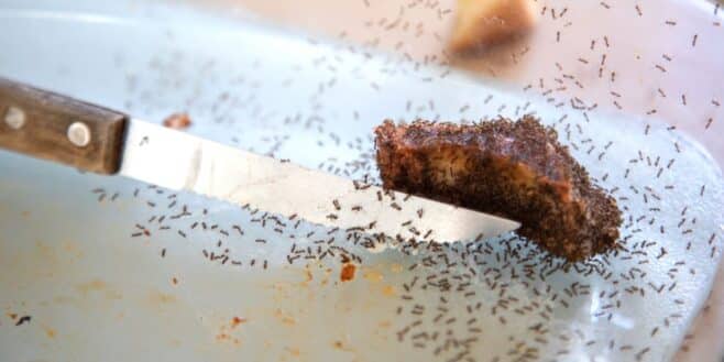 L'astuce idéale pour éradiquer toutes les fourmis de votre cuisine