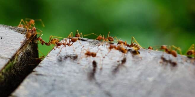 L'astuce super efficace pour éliminer les fourmis avec ce produit que tout le monde a dans sa cuisine