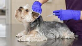 Ce danger caché lorsque votre chien ou chat traverse un champ et qui peut le blesser grièvement