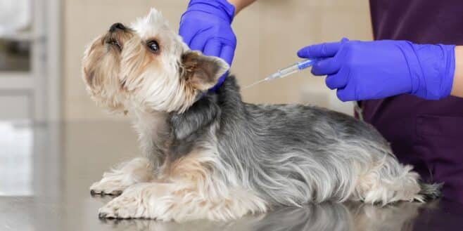 Ce danger caché lorsque votre chien ou chat traverse un champ et qui peut le blesser grièvement