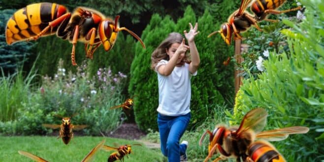 Ces 5 astuces à connaitre pour protéger votre maison et votre jardin des frelons asiatiques