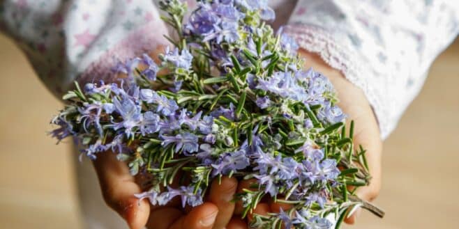 Ces bienfaits insoupçonnés et oubliés du romarin pour votre intérieur