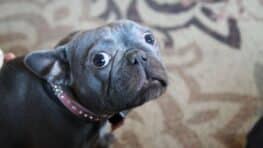 Ces conseils pour éviter de stresser votre chien avant votre départ en vacances