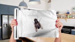 Cette astuce magique avec du papier aluminium pour faire fuir les mouches