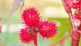 Cette belle plante aux fleurs rouges présente dans beaucoup de jardins cache un danger mortel