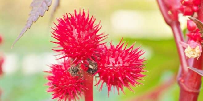 Cette belle plante aux fleurs rouges présente dans beaucoup de jardins cache un danger mortel