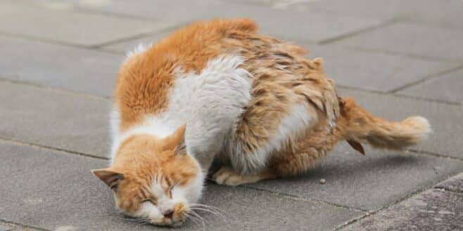 Les meilleures astuces naturelles pour retirer les puces de vos animaux de compagnie