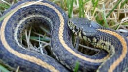 Attention à ces 4 odeurs qui attirent les serpents dans le jardin