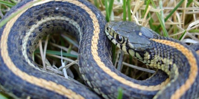 Attention à ces 4 odeurs qui attirent les serpents dans le jardin