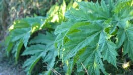 Attention dans votre jardin : cette jolie fleur est un danger mortel pour vos proches et vos animaux de compagnie