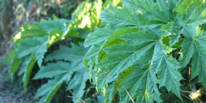Attention dans votre jardin : cette jolie fleur est un danger mortel pour vos proches et vos animaux de compagnie