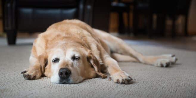 Bien choisir le lit de son chien : les erreurs à éviter pour sa santé et son confort