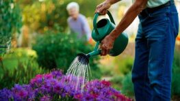 Canicule : trois astuces à adopter pour que votre jardin reste vert tout l'été