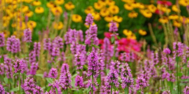 Ce geste malin vous évite d’arroser tout l’été et protège vos massifs de fleurs pendant la canicule