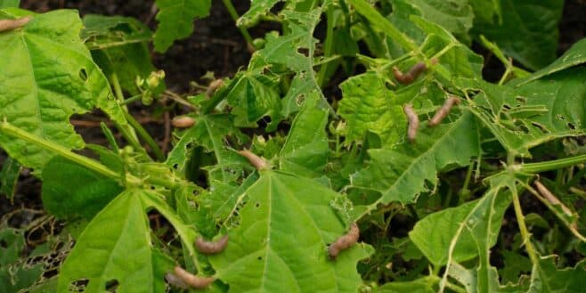 Ce maraîcher dévoile le geste indispensable pour venir à bout des limaces dans votre potager