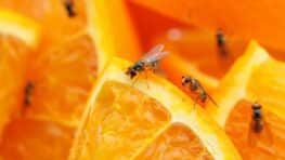 Ces 5 astuces simples éliminent les moucherons sans produits chimiques