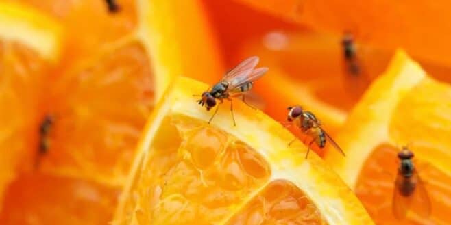 Ces 5 astuces simples éliminent les moucherons sans produits chimiques