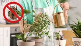 Ces plantes d'intérieur attirent les punaises de lit et vous devez vous en débarrasser