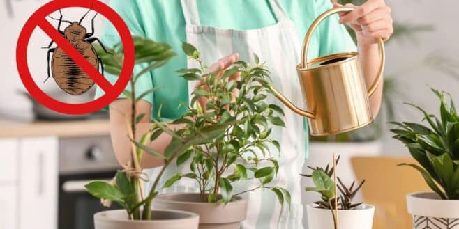 Ces plantes d'intérieur attirent les punaises de lit et vous devez vous en débarrasser