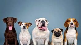 Ces races de chiens que vous ne devez surtout pas adopter selon cette étude