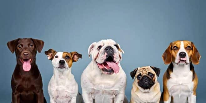 Ces races de chiens que vous ne devez surtout pas adopter selon cette étude