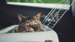 Elle reçoit une amende colossale de la SNCF à cause de son chat