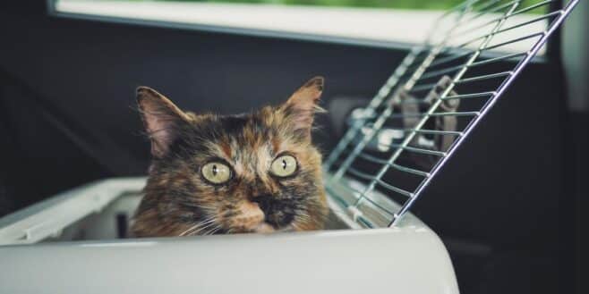 Elle reçoit une amende colossale de la SNCF à cause de son chat