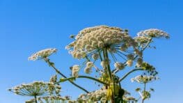Elles ont l’air inoffensives… mais ces plantes peuvent être dangereuses pour vos enfants ou vos animaux