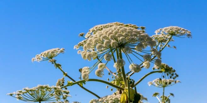 Elles ont l’air inoffensives… mais ces plantes peuvent être dangereuses pour vos enfants ou vos animaux
