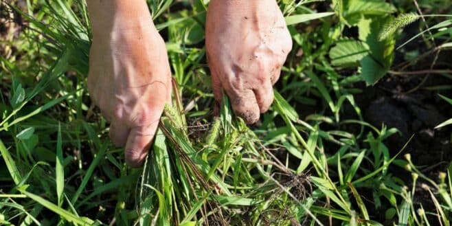"J'ai supprimé rapidement toutes les mauvaises herbes du jardin" : cette astuce sans aucun produit chimique