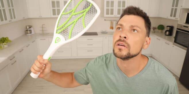 « Je l’ai mangé sans réfléchir » : ce qu’il faut savoir si une mouche a touché votre nourriture