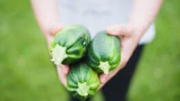 L'astuce méconnue des jardiniers pour récolter deux fois plus de courgettes