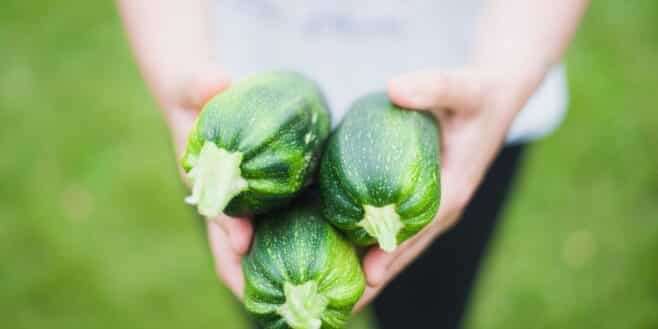 L'astuce méconnue des jardiniers pour récolter deux fois plus de courgettes