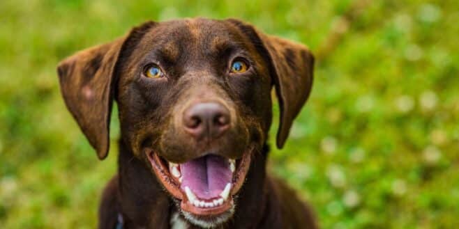 Mon chien restait toujours seul… jusqu’à ce que j’essaie ces astuces