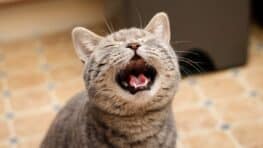 Si votre chat tourne en rond à la maison c'est un signal d'alerte