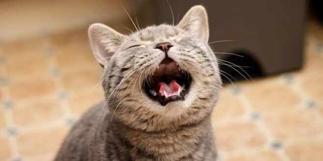 Si votre chat tourne en rond à la maison c'est un signal d'alerte