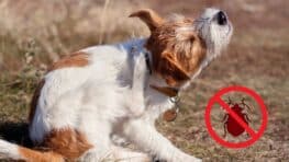 Vos animaux n'auront plus jamais de puces grâce aux remèdes maison des vétérinaires