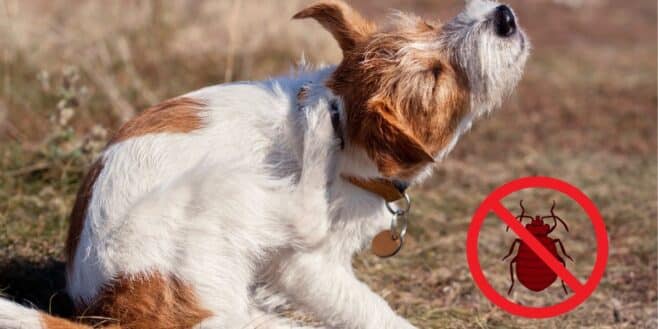 Vos animaux n'auront plus jamais de puces grâce aux remèdes maison des vétérinaires