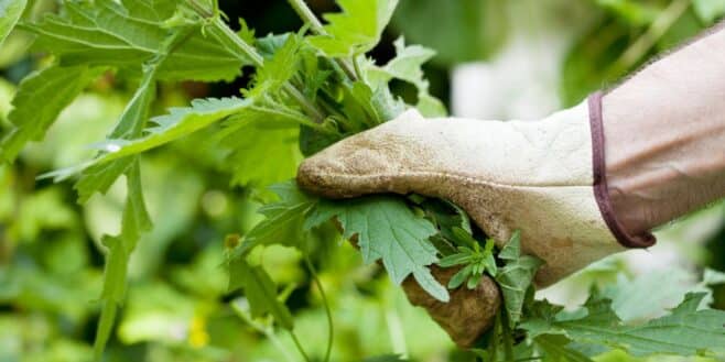 Vous les arrachez sûrement et pourtant, ces “mauvaises herbes” sont précieuses au potager
