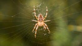 Araignée : l'erreur à ne surtout pas faire si vous voulez vous en débarrasser