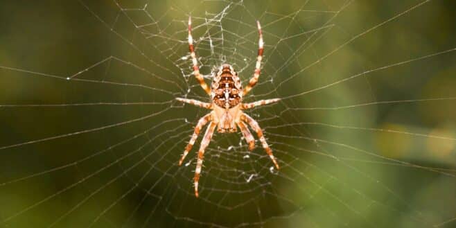 Araignée : l'erreur à ne surtout pas faire si vous voulez vous en débarrasser