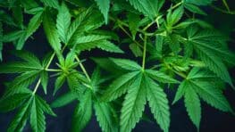 Cannabis : les composants de ses feuilles peuvent soigner de nombreux troubles et maladies