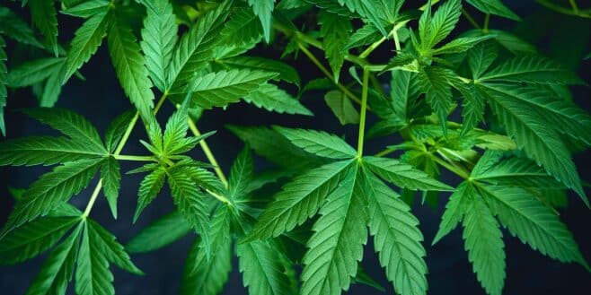 Cannabis : les composants de ses feuilles peuvent soigner de nombreux troubles et maladies