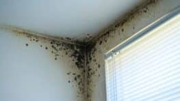 Ce que signifie la couleur de la moisissure de votre logement pour votre santé