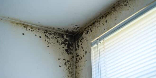 Ce que signifie la couleur de la moisissure de votre logement pour votre santé